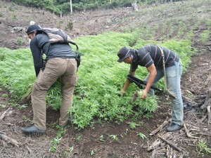 Polisi Obrak-abrik 2 Hektare Ladang Ganja di Aceh