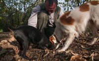 Jamur White Truffle Kini Harganya Naik dua Kali Lipat, Ini Sebabnya