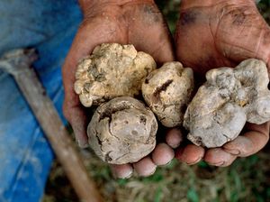 Jamur White Truffle Kini Harganya Naik Dua Kali Lipat, Ini Sebabnya