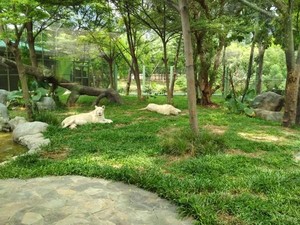 Yang Lain dari Ancol: Kebun Binatang Mini