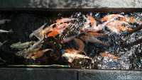 Selain itu juga terlihat ada kolam ikan koi, ikan yang dipercaya membawa hoki alias keberuntungan.