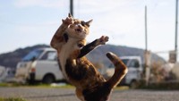 Sebagian besar kucing-kucing itu dijepret dalam momen yang pas yakni saat tengah melompat.