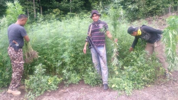 Polisi Obrak-abrik 2 Hektare Ladang Ganja di Aceh