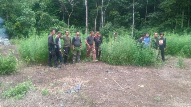 Polisi Obrak-abrik 2 Hektare Ladang Ganja di Aceh