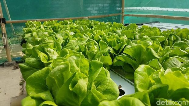 Sukaponik iSayurani iHidroponiki Sukabumi yang Berhasil Masuk Mal Sukaponik iSayurani iHidroponiki Sukabumi yang Berhasil Masuk Mal