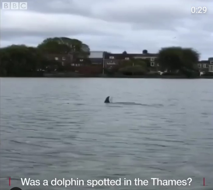 Makhluk Misterius Muncul di Sungai Thames London, Lumba-lumba?