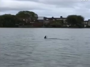 Makhluk Misterius Muncul di Sungai Thames London, Lumba-lumba?