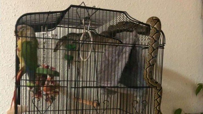 Ngeri! Ada Ular Piton Nyasar ke Kandang Burung Beo