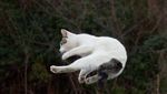 Ciaaat..Begini Momen Saat Ninja Kucing Beraksi