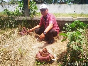 Wow.. Dua Bunga Bangkai Tumbuh Pinggir Jalan Desa di Lamongan