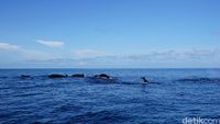 Rombolan lumba-lumba di Laut Banda (Syanti/detikTravel)