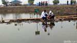 Berkemeja Putih Dipadu Jeans, Jokowi Tebar Benih Udang di Bekasi