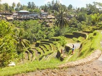 Ubud, Surga Tropis yang Memikat Hollywood