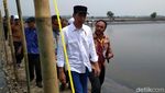 Berkemeja Putih Dipadu Jeans, Jokowi Tebar Benih Udang di Bekasi