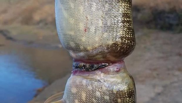 Miris! Bagian tubuh ikan nampak 'terbelah'