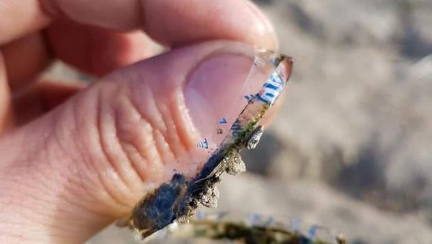 Plastik ini yang membuat tubuh ikan nampak 'terbelah'