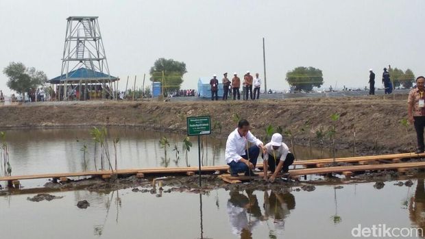 Jokowi tanam benih bakau