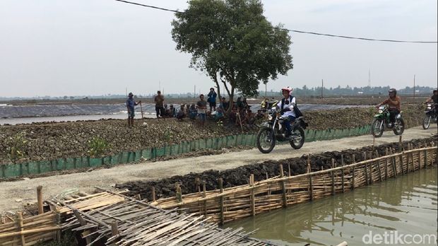 Gaya Jokowi Naik Motor Trail Tinjau Tambak Udang di Muara Gembong