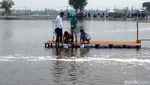 Berkemeja Putih Dipadu Jeans, Jokowi Tebar Benih Udang di Bekasi