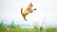 Ada juga seekor kucing yang terlihat seperti berdiri dan membentangkan tangannya. Seolah ia sedang memperlihatkan jurus khusus. 