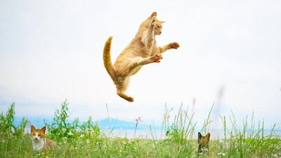 Ciaaat..Begini Momen Saat Ninja Kucing Beraksi