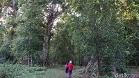Foto: Kebun pala ini merupakan peninggalan VOC. Masyarakat merawat dan menjaga perkebunan ini untuk mata pencarian. (Syanti/detikTravel)