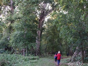 Berkunjung ke Kebun Pala Terbesar di Kepulauan Banda