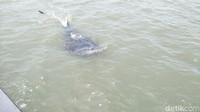 Hiu-hiu ini terlihat pada jarak 2 - 3 kilometer dari bibir pantai