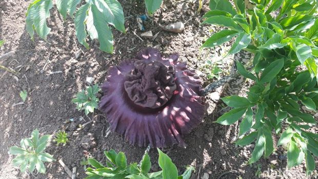 Sekuntum Bunga Bangkai Tumbuh di Kebun Warga di Bojong Koneng