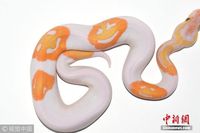 Ular piton 'berbaju' Halloween