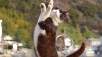 Hiroyuki berhasil mendapat momen yang pas saat memfoto kucing-kucing tersebut.
