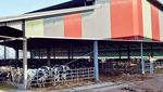 Foto: Museum Isinya Tahi Sapi
