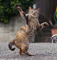 Bukan Manusia, Foto-foto 'Ninja' Kucing Ini Bikin Gemas