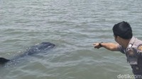 Wisatawan bisa melihat langsung ikan-ikan besar ini berenang dan makan ikan-ikan kecil. Wisatawan juga bisa merasakan sensasi berdekatan dengan ikan sepanjang 5-6 meter ini. (dok Polair Pasuruan)