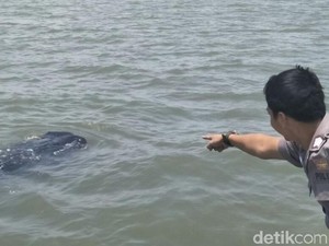 Mau Main Bersama Hiu Tutul? ke Pasuruan Saja