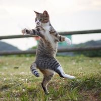 Bukan Manusia, Foto-foto 'Ninja' Kucing Ini Bikin Gemas