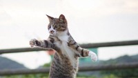 Gerakan kucing itu jika dilihat mirip dengan gerakan ninja seperti yang biasa dilihat di film-film. 