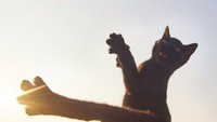Kucing-kucing ini difoto oleh fotografer asal Jepang Hisakata Hiroyuki.