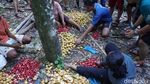 Foto: Ini Kebun Pala Tertua di Indonesia
