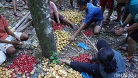 Foto: Penduduk sedang memanen buah pala. Mereka nantinya akan membela buah pala, memisahkan biji dengan kulitnya. (Syanti/detikTravel)