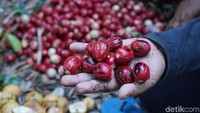 Pala bubuk bisa ditambahkan dalam berbagai makanan dan minuman untuk hasil rasa yang lebih lezat. Tapi sebenarnya mengonsumsi pala bubuk terlalu banyak bisa menyebabkan halusinasi, mual, pusing bahkan gangguan syaraf otak. Foto: (Syanti/detikTravel)