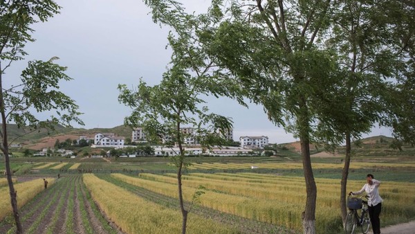 Kaesong adalah kota kuno yang terkenal dengan ginseng dan peninggalan Dinasti Koryo. Dinasti ini pernah hidup pada tahun 918-1392. Di sini, turis bisa melihat dinding kerajaan kuno dan makam kuil. Kaesong masuk ke dalam 12 situs Warisan Dunia UNESCO yang terpisah. (ED JONES/AFP) Kaesong adalah kota kuno yang terkenal dengan ginseng dan peninggalan Dinasti Koryo. Dinasti ini pernah hidup pada tahun 918-1392. Di sini, turis bisa melihat dinding kerajaan kuno dan makam kuil. Kaesong masuk ke dalam 12 situs Warisan Dunia UNESCO yang terpisah. (ED JONES/AFP)