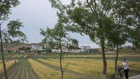 Kaesong adalah kota kuno yang terkenal dengan ginseng dan peninggalan Dinasti Koryo. Dinasti ini pernah hidup pada tahun 918-1392. Di sini, turis bisa melihat dinding kerajaan kuno dan makam kuil. Kaesong masuk ke dalam 12 situs Warisan Dunia UNESCO yang terpisah. (ED JONES/AFP)