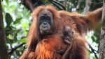Ini Orangutan Tapanuli, Spesies Baru yang Langka dan Terancam Punah