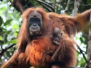 Tambang Martabe dan Isu Orangutan Tapanuli