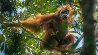 Orangutan Tapanuli tampak berjanggut dan berbulu lebih keriting (Foto: ABC Australia)