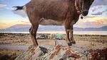 Foto: Kenalan Sama Kambing yang Suka Traveling