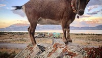Frankie merupakan kambing milik pasangan asal Carolina utara, Chad dan Cate Battles. (argosyodyssey/Instagram)