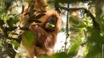 Ini Orangutan Tapanuli, Spesies Baru yang Langka dan Terancam Punah