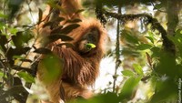 Orangutan Tapanuli ditemukan di Hutan Batang Toru, Sumatera Utara (Foto: ABC Australia)